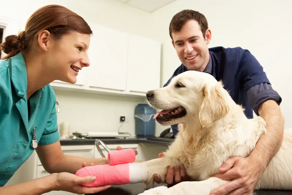 How Much Is My Veterinary Practice Worth?