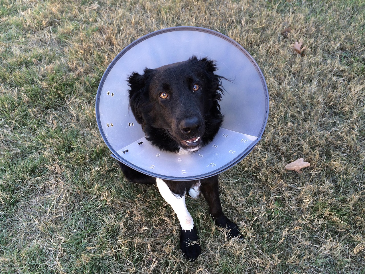 cone-of-shame-2093433_1280